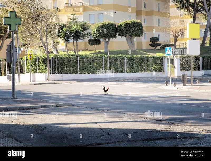 Chicken road online, chicken road