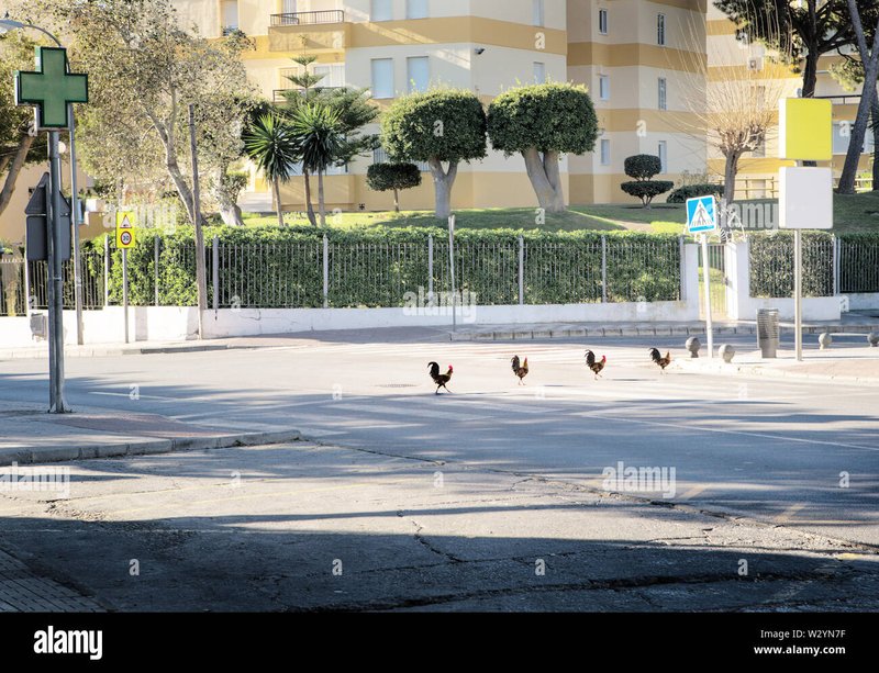 Chicken road españa in Spain Chicken road españa in Spain